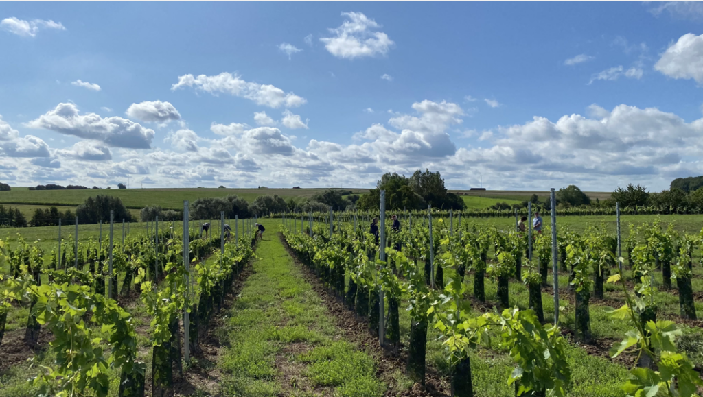 Photo du vignoble en 2023