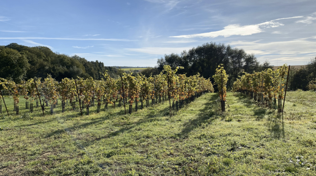 Photo du vignoble en automne