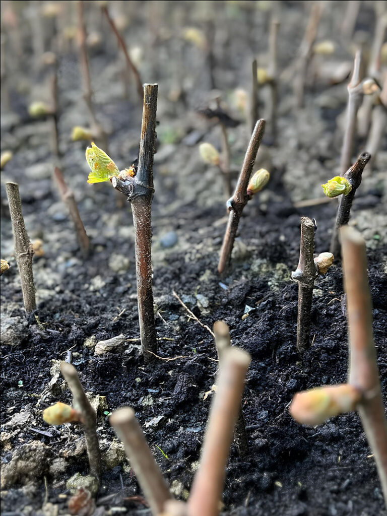 Boutures de Baco Noir plantées en terre, avec les premiers bourgeons apparaissant