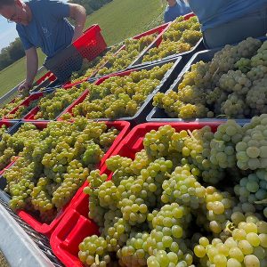 L’émotion de nos tout premiers raisins