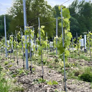 Nos vignes entrent dans l’âge adulte !